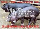 供应强达苗猪场仔猪价格江苏51猪价网太湖母猪价格行情