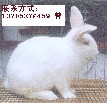 供应供应獭兔，獭兔养殖，獭兔价格，供应獭兔