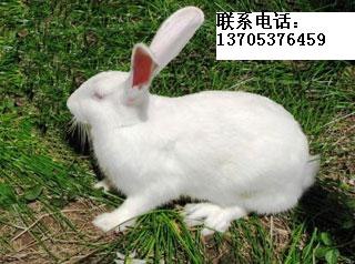 供应种兔，供应种兔，种兔价格，济宁优质种兔，种兔饲养，獭兔种兔，肉兔种