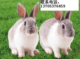 供应青紫蓝兔种兔，供应青紫蓝商品兔，青紫蓝兔价格，青紫蓝兔行情，山东青紫蓝兔