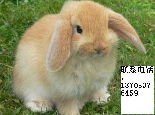 供应垂耳兔，供应宠物兔，宠物兔价格，批发宠物兔，荷兰垂耳兔
