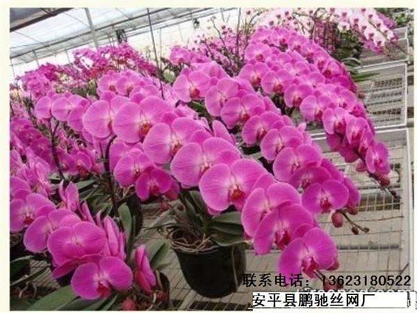 供应苗床网：移动苗床网价格 杭州温室苗床网 电焊苗床网