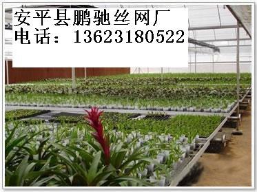 供应花卉苗床网大棚苗床网大棚养花网热镀锌苗床网