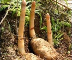 河南郑州天麻种植价格河南郑州天麻种植厂家世杰科技