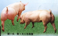 供应大型种猪场供应长大大长二元种猪