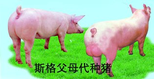 供应种猪场大型种猪场河北种猪场种猪价格种猪批发种猪养殖场