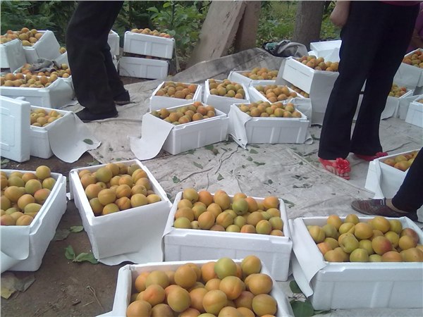 供应陕西金太阳杏基地