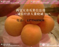 供应陕西金太阳杏产地批发金太阳杏厂家