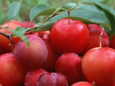 李子苗 枣树苗 花椒苗 桑树苗