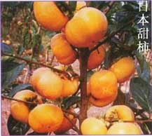 柿子苗