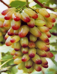 陕西葡萄苗 陕西花椒苗 陕西桑树苗