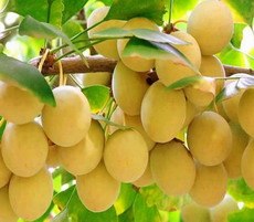 新疆果树苗木|西藏果树苗木|甘肃果树苗木|宁夏果树苗木