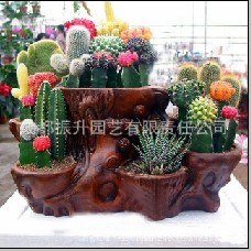 振升园艺诚招区域代理加盟及批发无土花卉