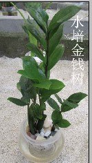 区域代理水培花卉