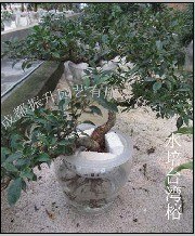 振升园艺水培花卉