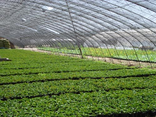 供应防水大棚骨架大棚骨架机钢管镀塑大棚骨架
