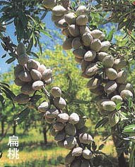 新疆桃树苗 宁夏桃树苗 甘肃桃树苗