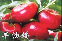 西藏桃树苗 河南桃树苗 山东桃树苗