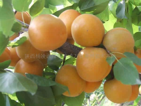 宁夏杏树苗 甘肃杏树苗 青海杏树苗