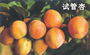 云南杏树苗 河南杏树苗 山东杏树苗