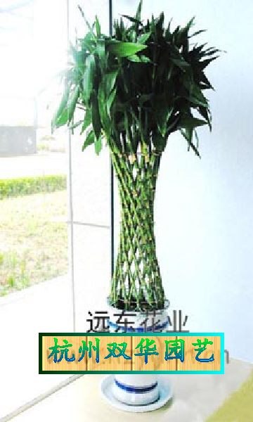 供应杭州绿化出租办公室绿化租摆杭州植物租赁
