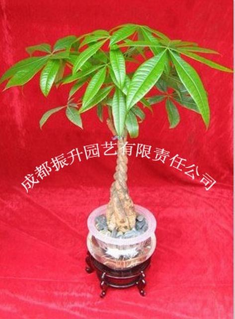 振升园艺《花之物语》400-028-8890