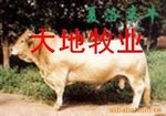 2012年最新小尾寒羊内容介绍