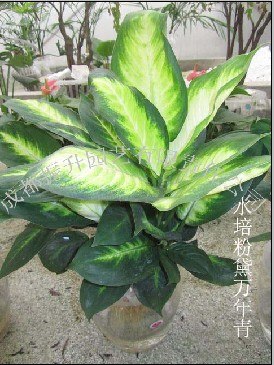 水培花卉