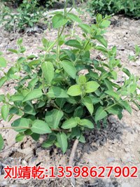金银花/河南树形金银花/封丘树型金银花/河南金银花苗基地