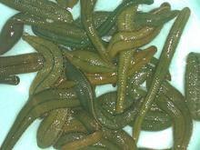 供应蚂蝗提取物    