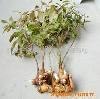 供应白术除草剂批发|白术专用除草剂批发【豫东农业】