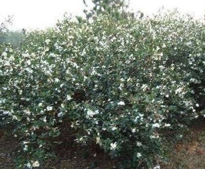供应温州 白花油茶苗种植 浙良种白花油茶价格苗 油茶