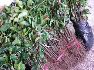 供湖南常德大果红花油茶苗 长沙巨果大红花油茶苗 油茶种子 
