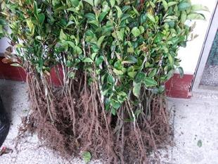 供应浙江白花油茶种苗  丽水白花油茶苗 浙江白花茶苗价钱