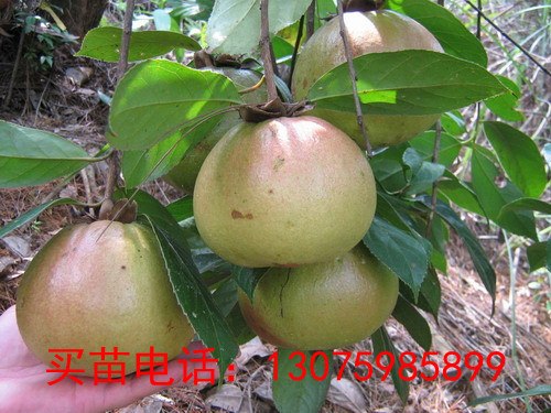 供应浙江引种巨果红花油茶苗提早开花结实技术日趋成熟巨果油茶苗批发 