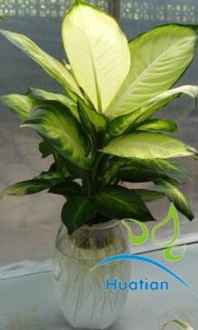 供应久绿植物租赁久绿花卉租赁久绿花木租摆