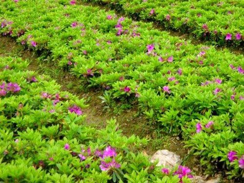 供应大量便宜批发水蜡红花继木红叶石楠茶梅毛杜鹃