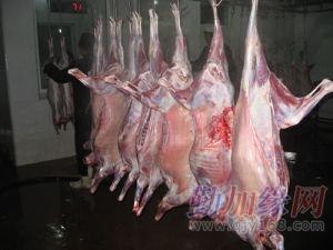 梧州市供应冷冻羊肉卷羊肉羊胴体