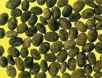供应淡豆豉提取物