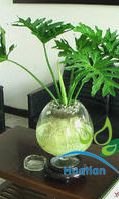 供应上城区花卉租赁上城区花卉出租上城区绿色植物租赁