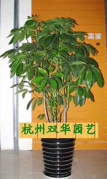 供应杭州花卉出租绿萝杭州室内盆景租摆发财树杭州商务楼花卉出租