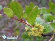 菝葜提取物