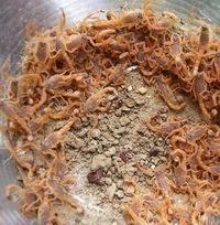 供应??】郑州蝎子养殖2012年最赚钱的行业一次投资 常年受益【郑州鑫泰】