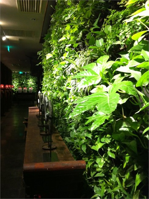 供应植物墙