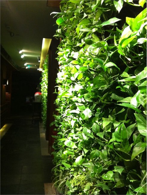 供应浙江杭州沃霖植物墙之杭州西湖银泰绿茶餐厅植物墙
