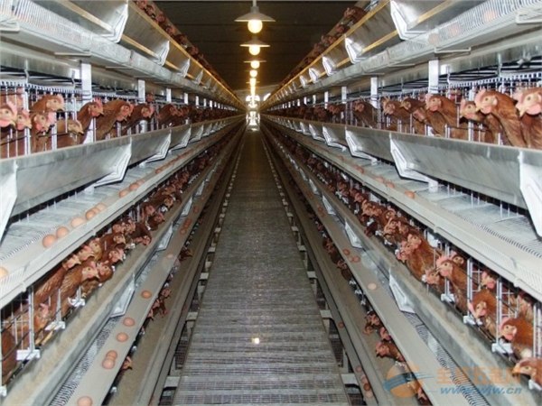 供应供应养殖温控锅炉 详细资料 价格