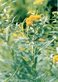 供应一枝黄花提取物
