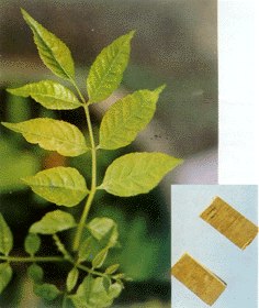 供应大黄提取物