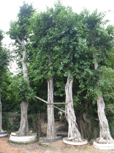 供应福建漳州小叶榕批发