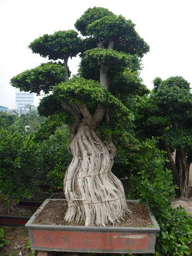 供应小叶榕树盆景